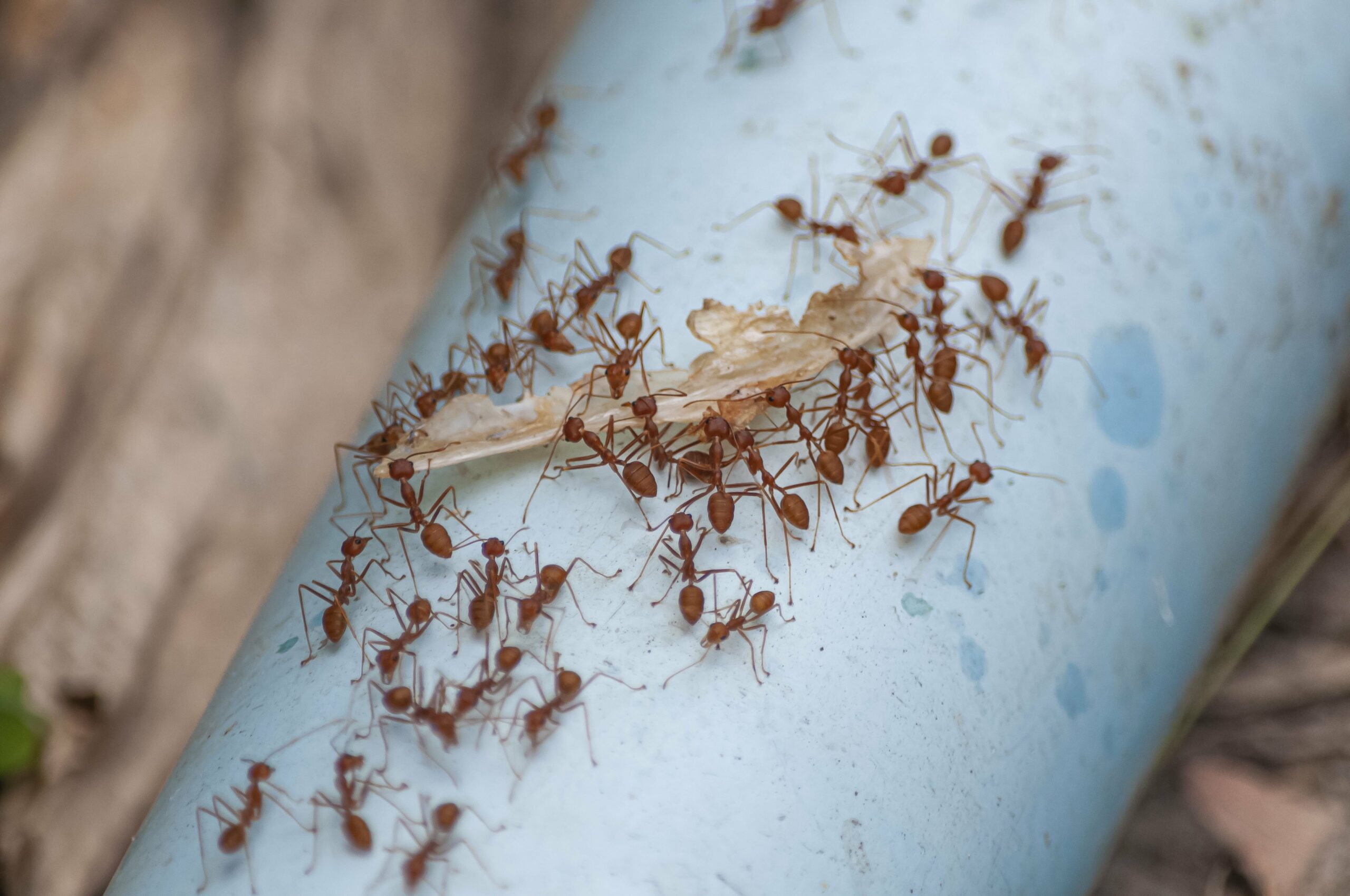 top-view-shot-of-red-ants-carrying-a-leaf-on-the-p-min