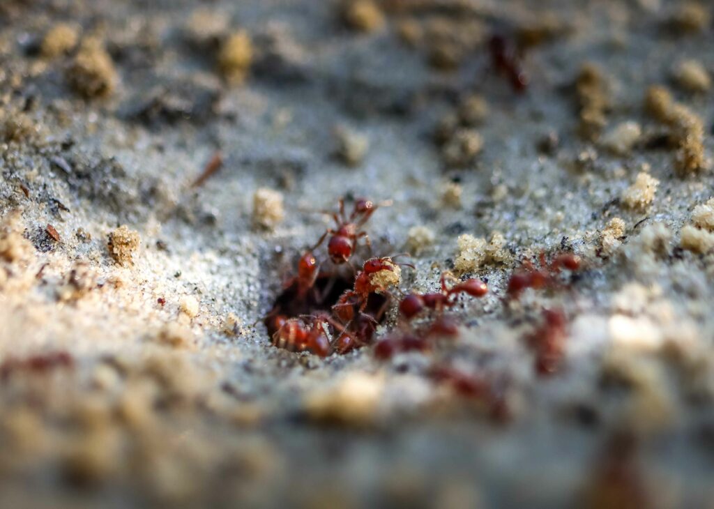 worker-ants-bringing-up-the-excavated-dirt-from-be