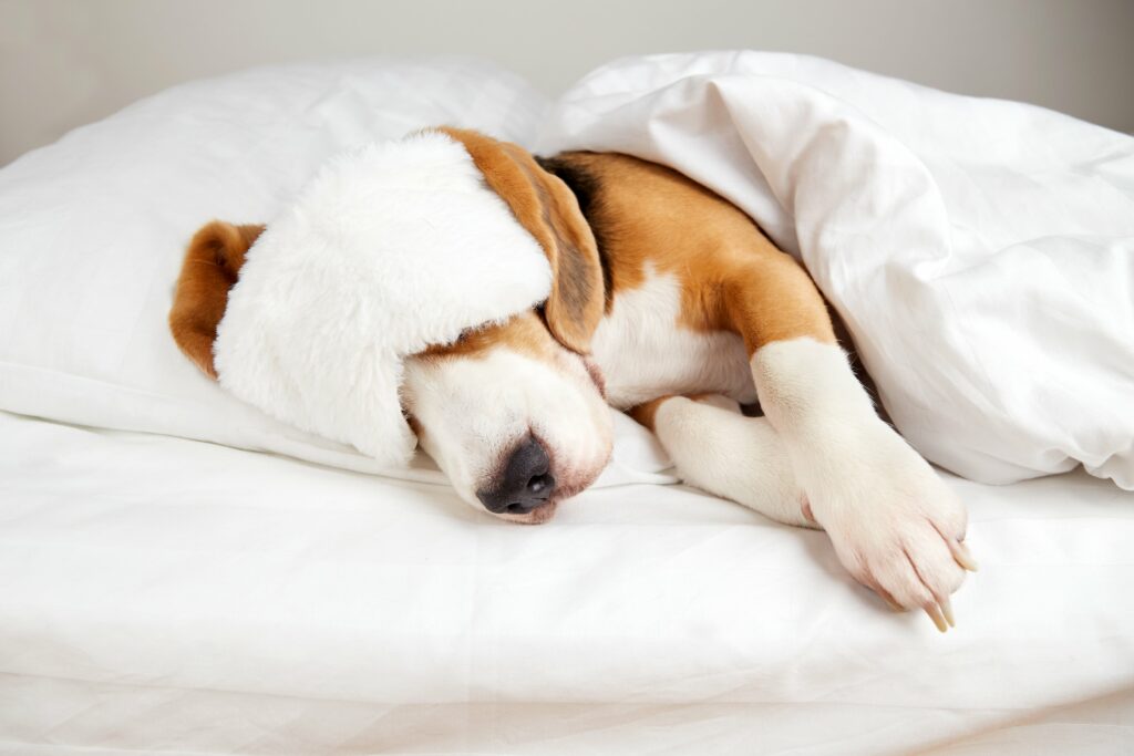a masked beagle dog sleeps on a bed under a blanke utc min