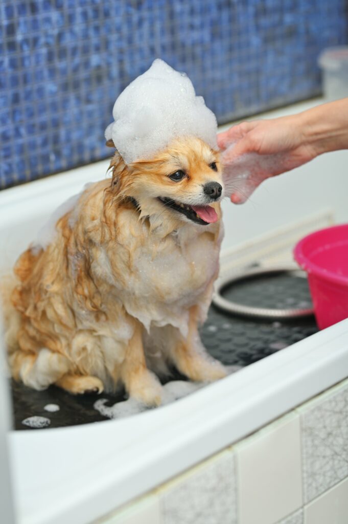 a  pomeranian  dog  with  soap  foam  on  his  head  is  bat