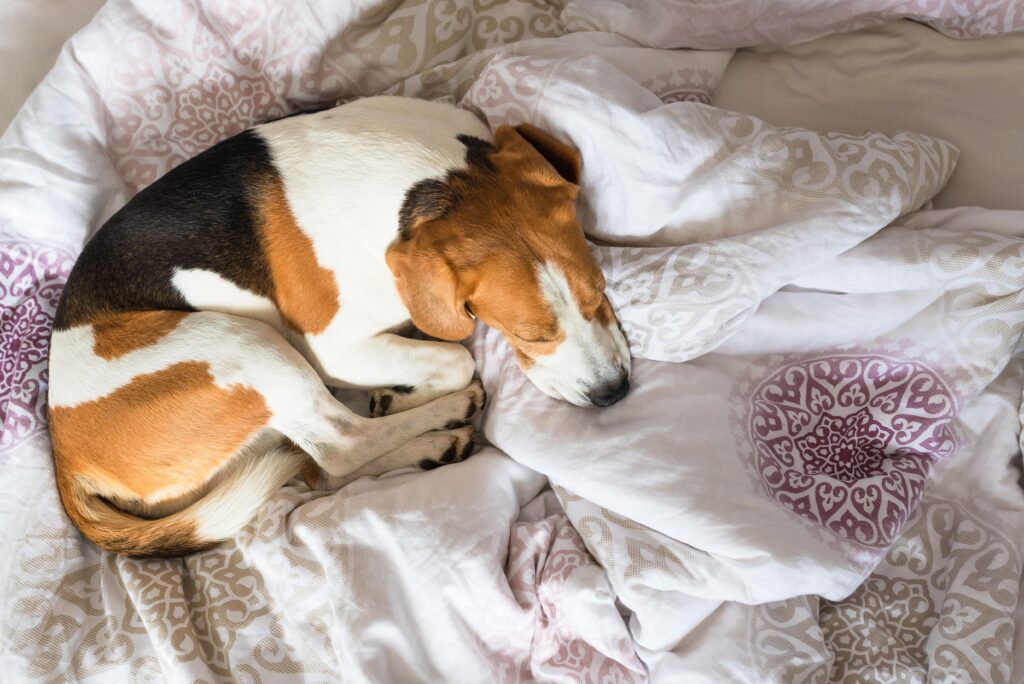 beagle  dog  sneaks  to  his  owner  bed  when  no  one  wat
