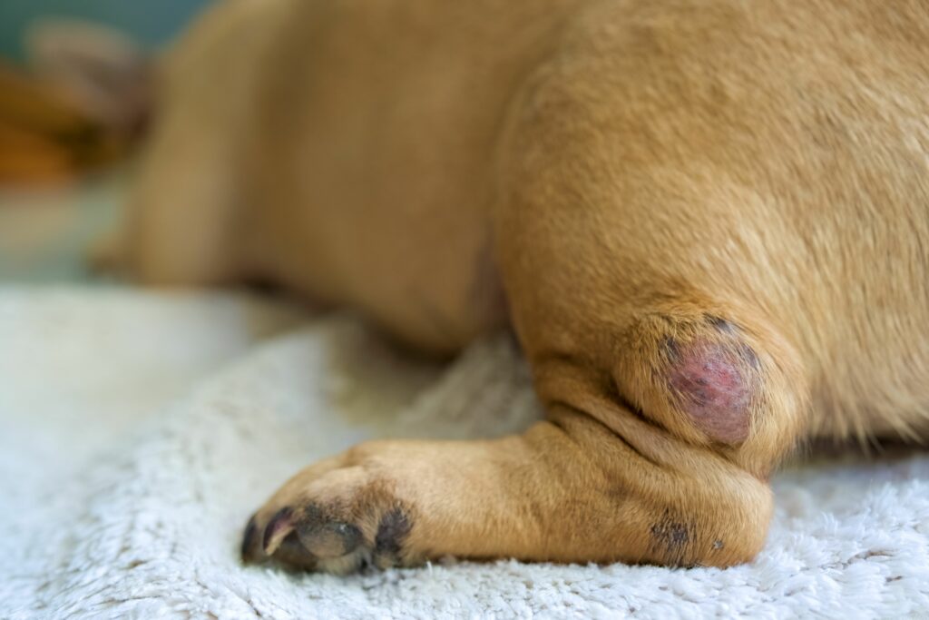 closeup  of  a  lump  on  the  dog  s  hindlimb  selected