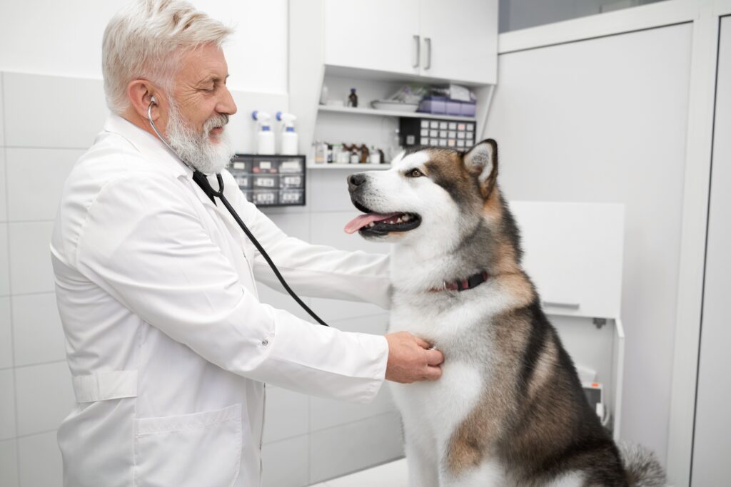 elderly-doctor-examining-malamute-with-stethoscope-utc-min
