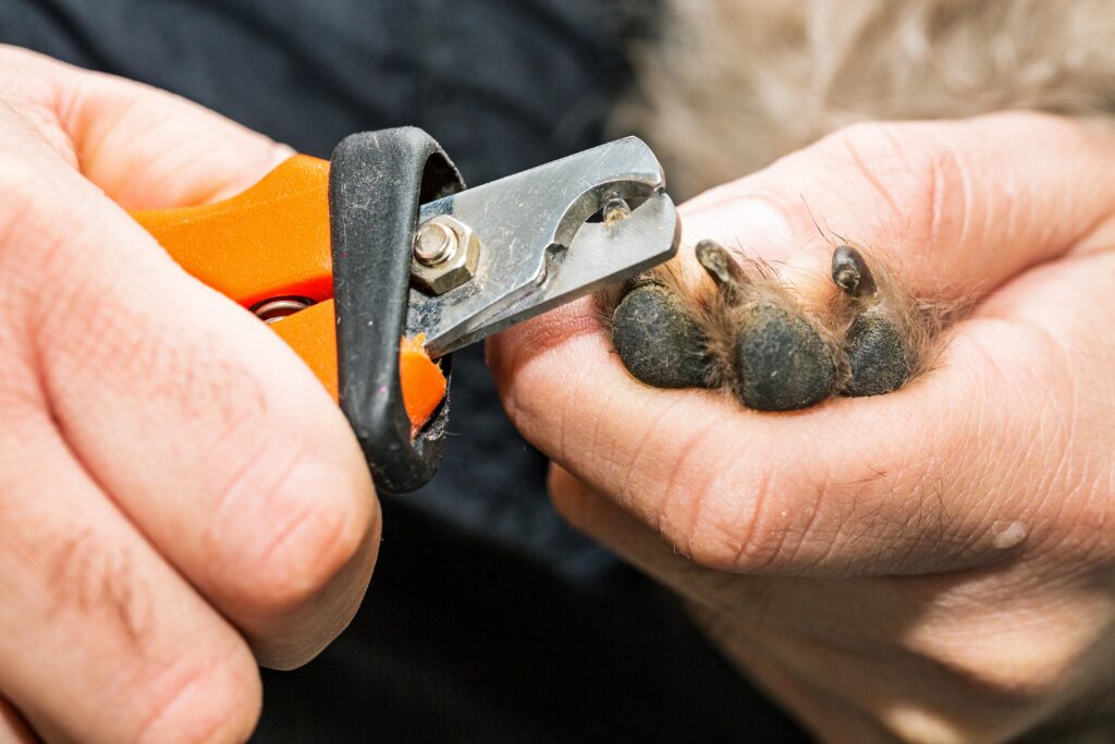 groomer  clipping  dogs  nails  in