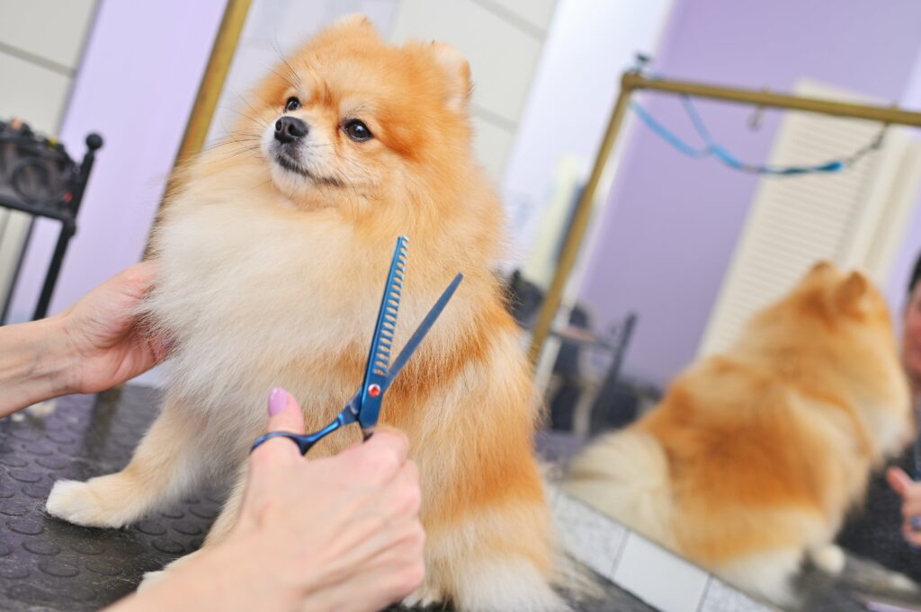 groomer with scissors in his hands cuts a pomerani
