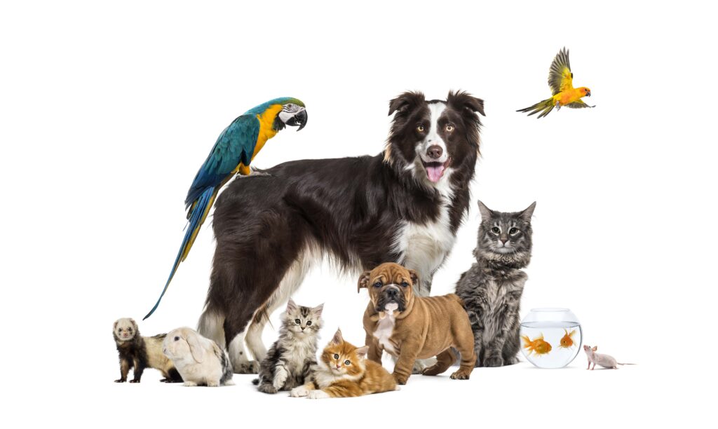 group-of-pets-posing-around-a-border-collie-dog-utc-min