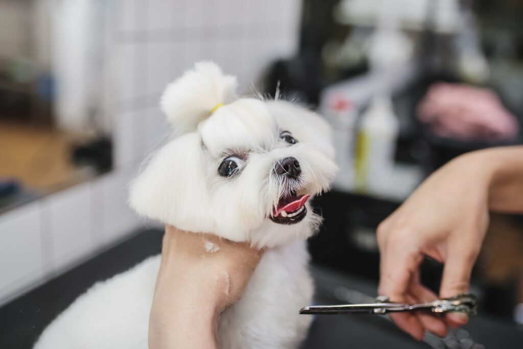 haircut  of  a  white  little  dog  beautiful  and  funny  