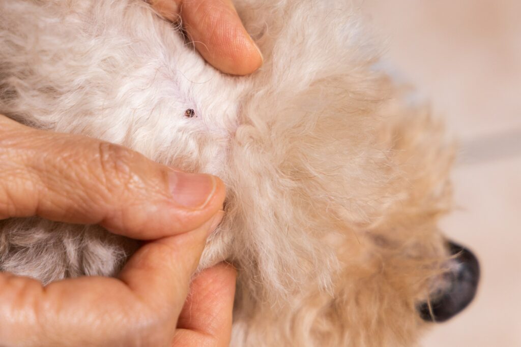 hand  search  and  remove  tick  flea  from  pet  dog  fur