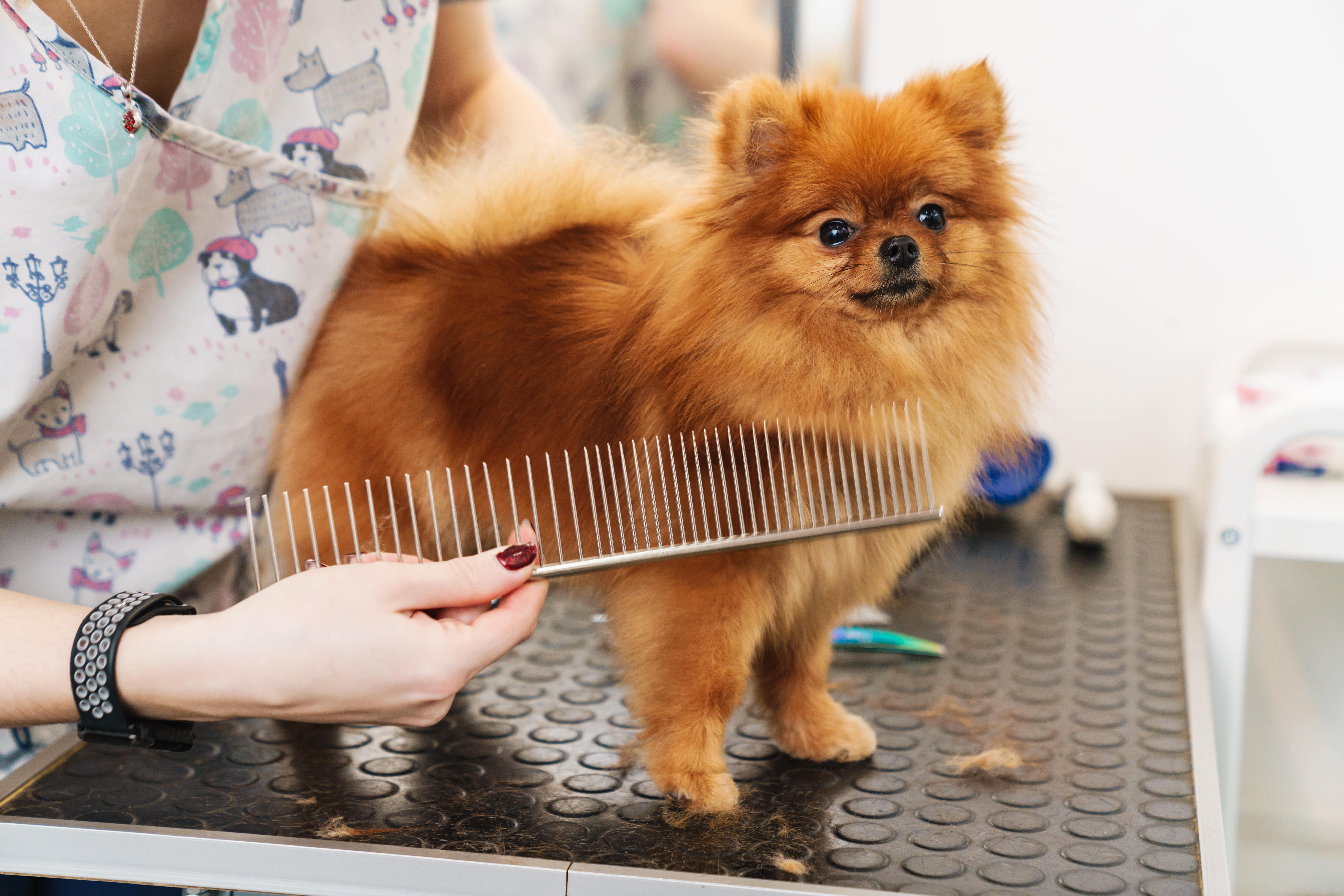 image  of  female  pet  hairdresser  grooming  pomerania