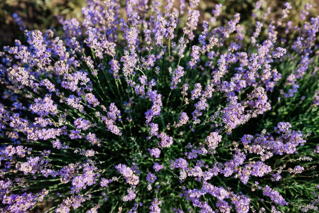 purple  lavender  fields  nature  photography