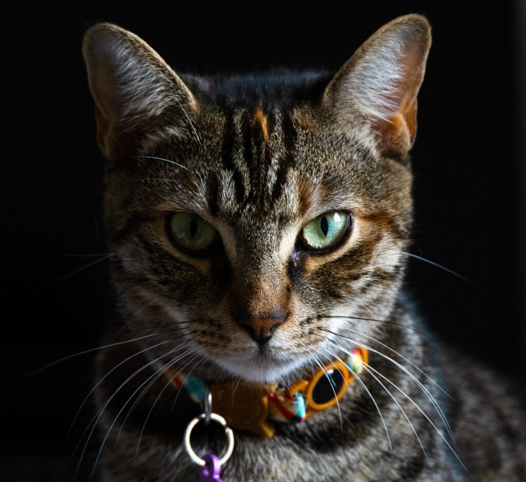 split-lighting-portrait-of-a-tabby-cat-fiercely-st-utc-min