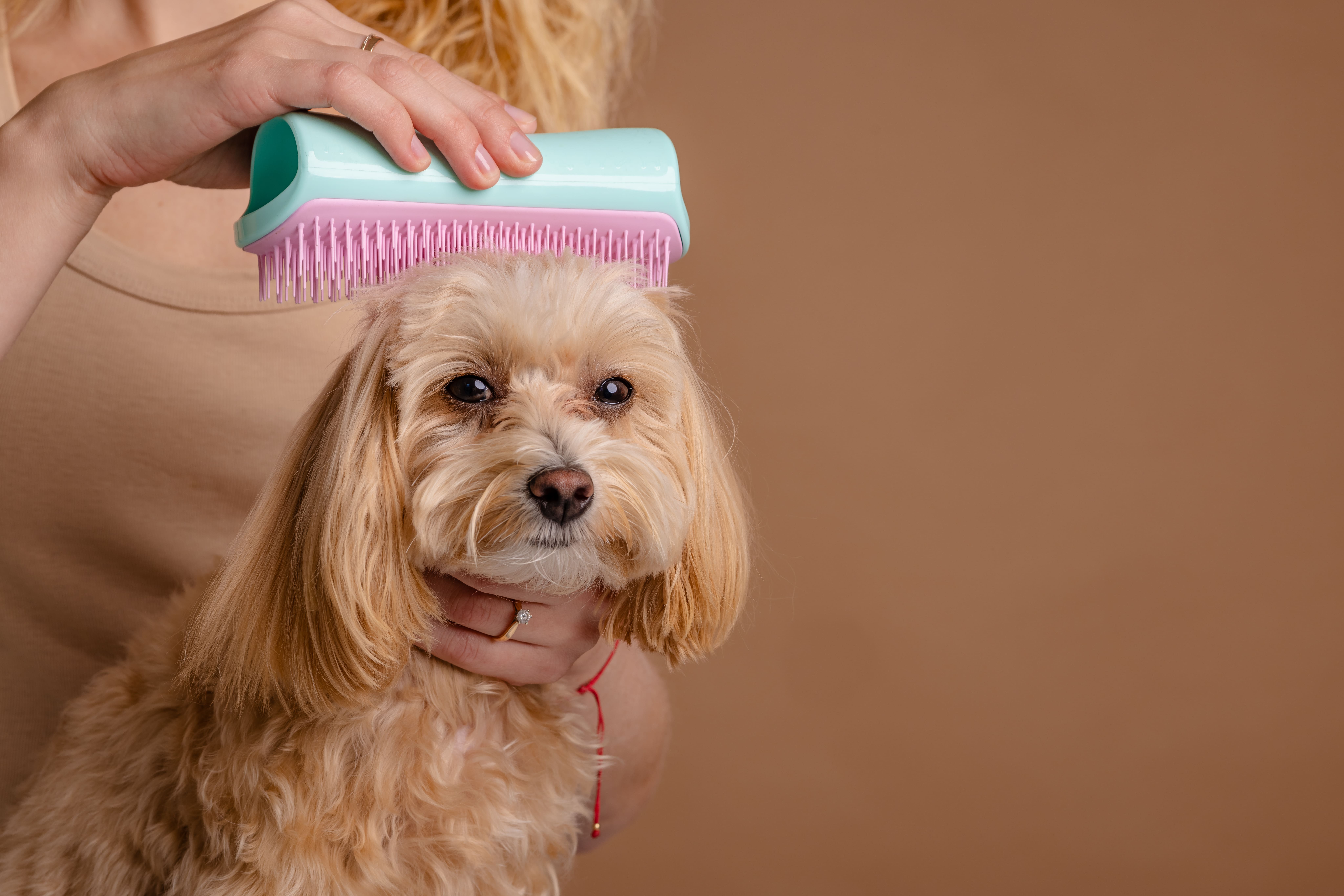 the girl combs the hair of a domestic pet puppy br