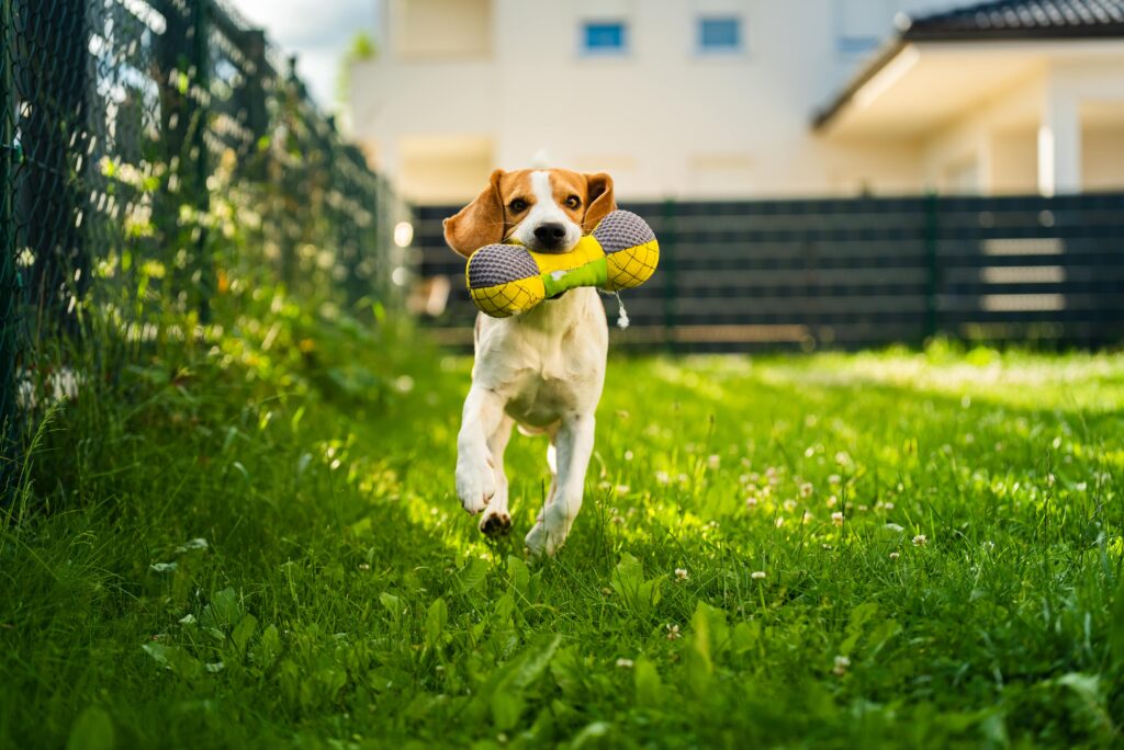 tricolor  beagle  dog  fetching  a  riped  toy  and  runni
