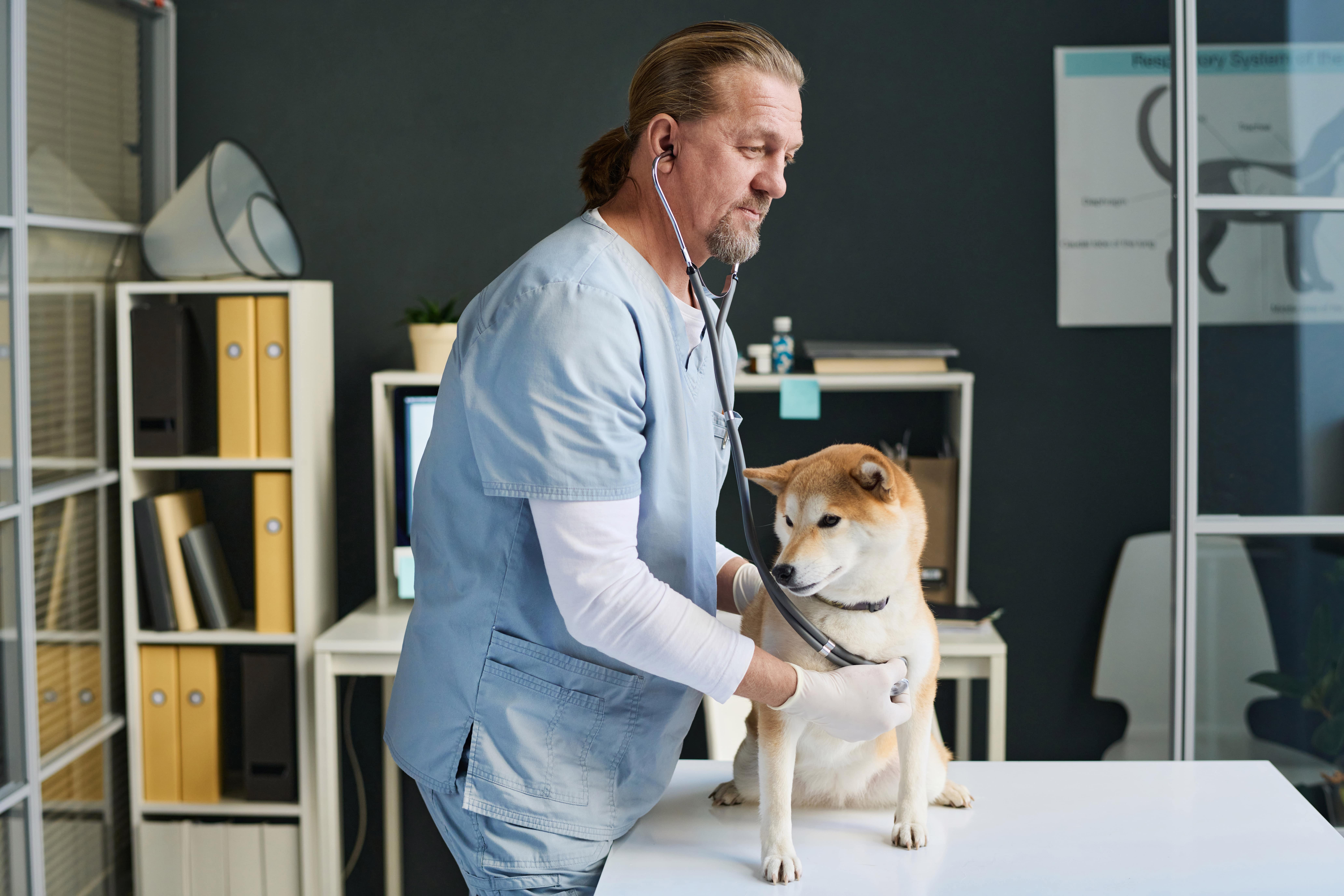 vet doctor checking heart of dog with stethoscope utc min