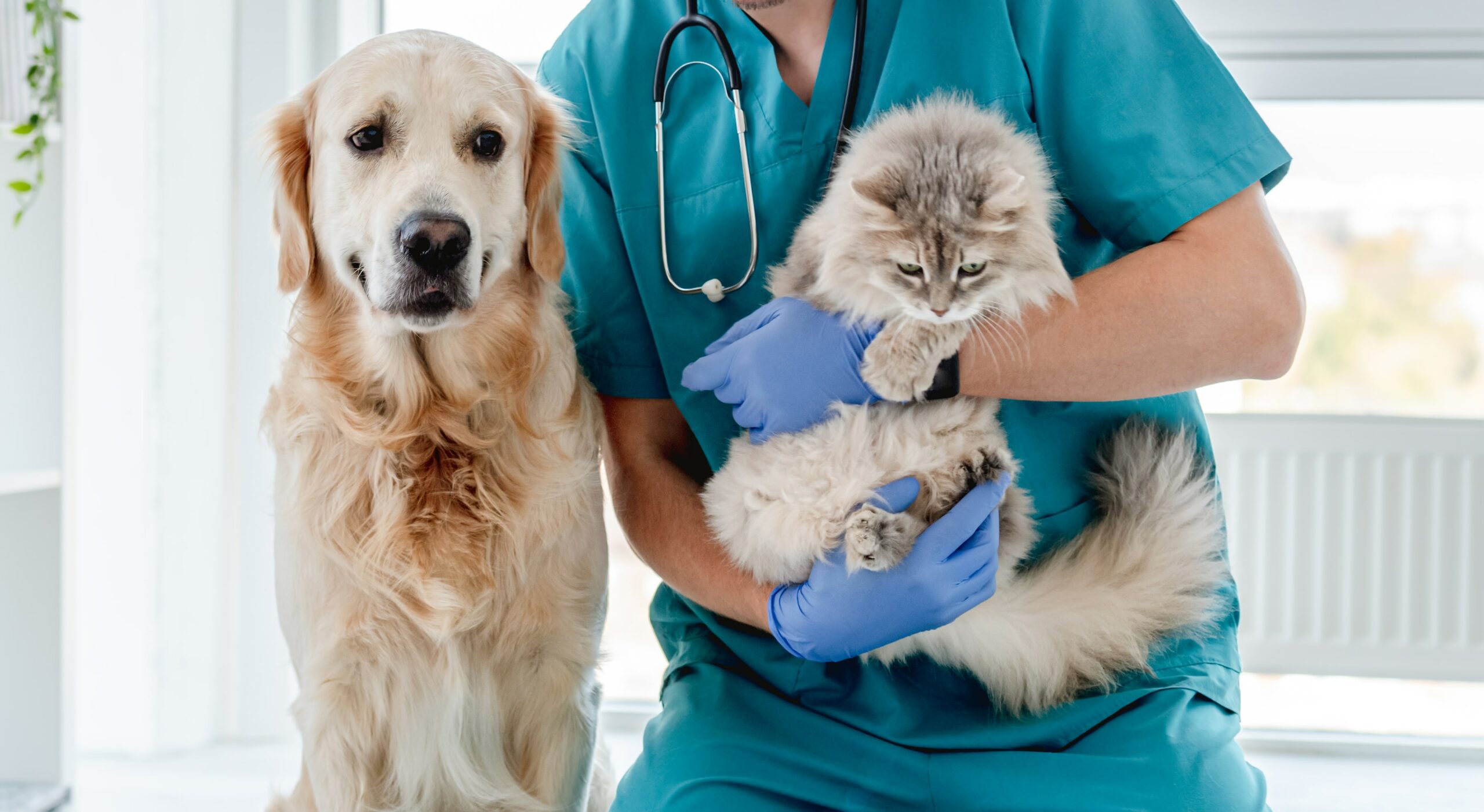 vet with dog and cat in cliniin