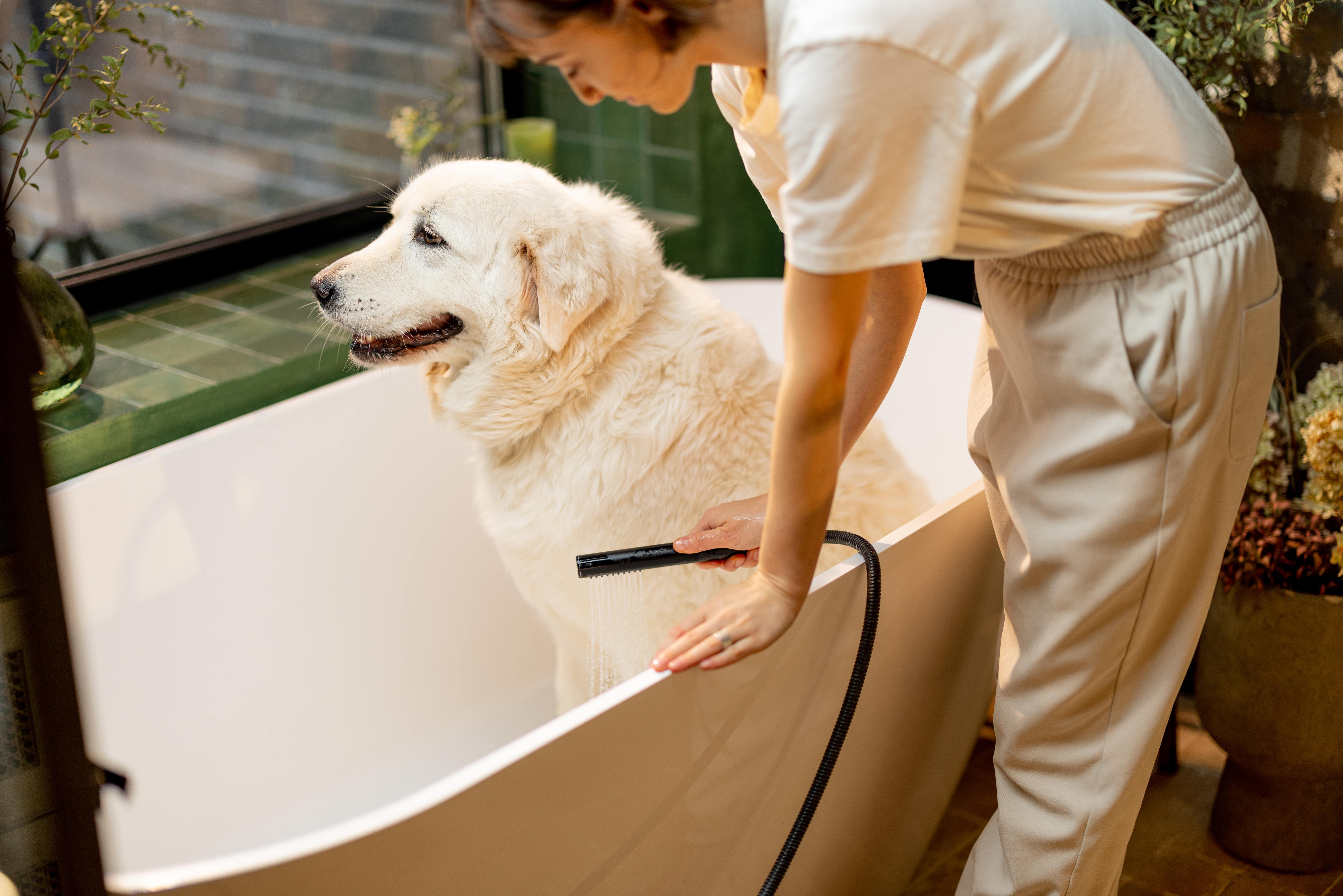 woman washes her dog in bathtub at home