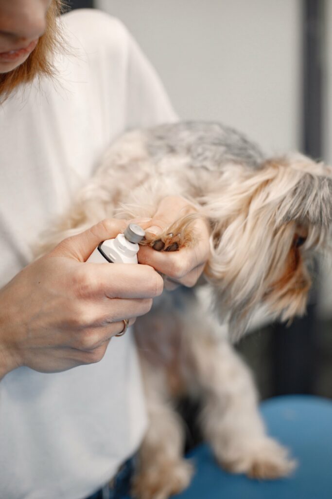 yorkshire-terrier-getting-procedure-by-the-female-utc-min