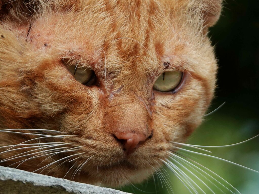 an orange cat with green eyes looking over a wall
