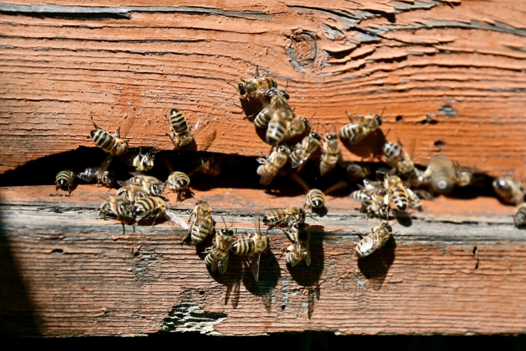 beehive bee house