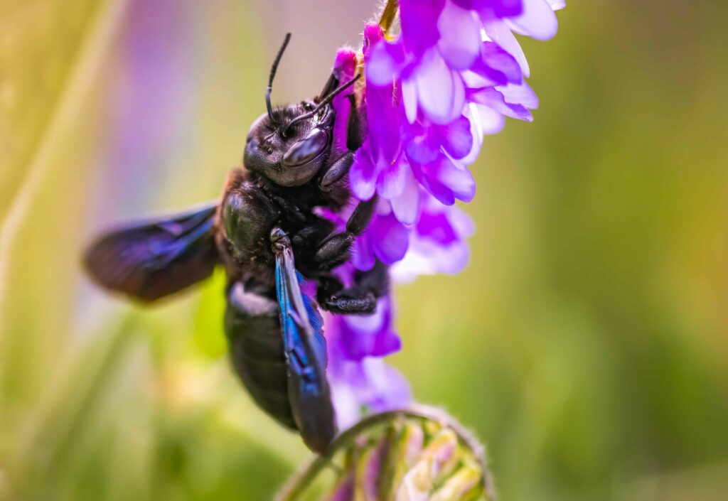 violet carpenter bee xylocopa violacea pollinates