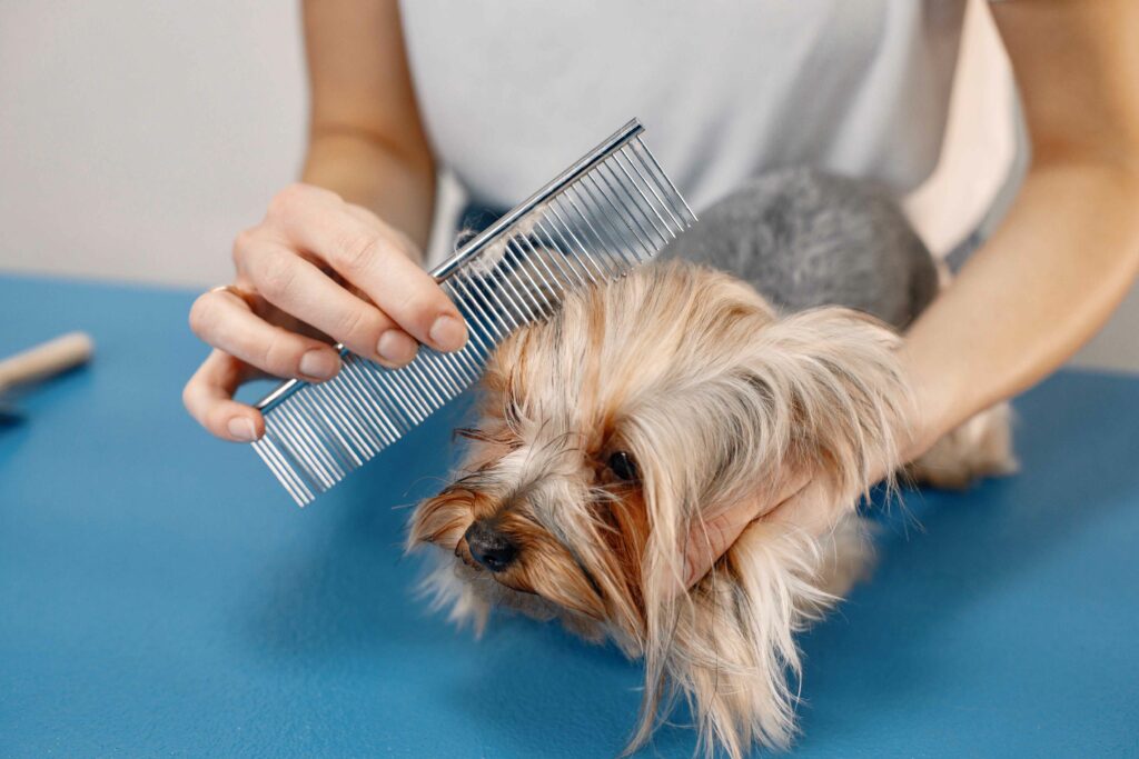 yorkshire terrier getting comb by the female groom