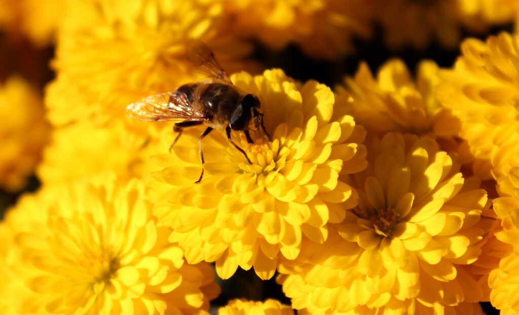 a-wasp-on-yellow-flowers-autumn-banner-concept-utc-min