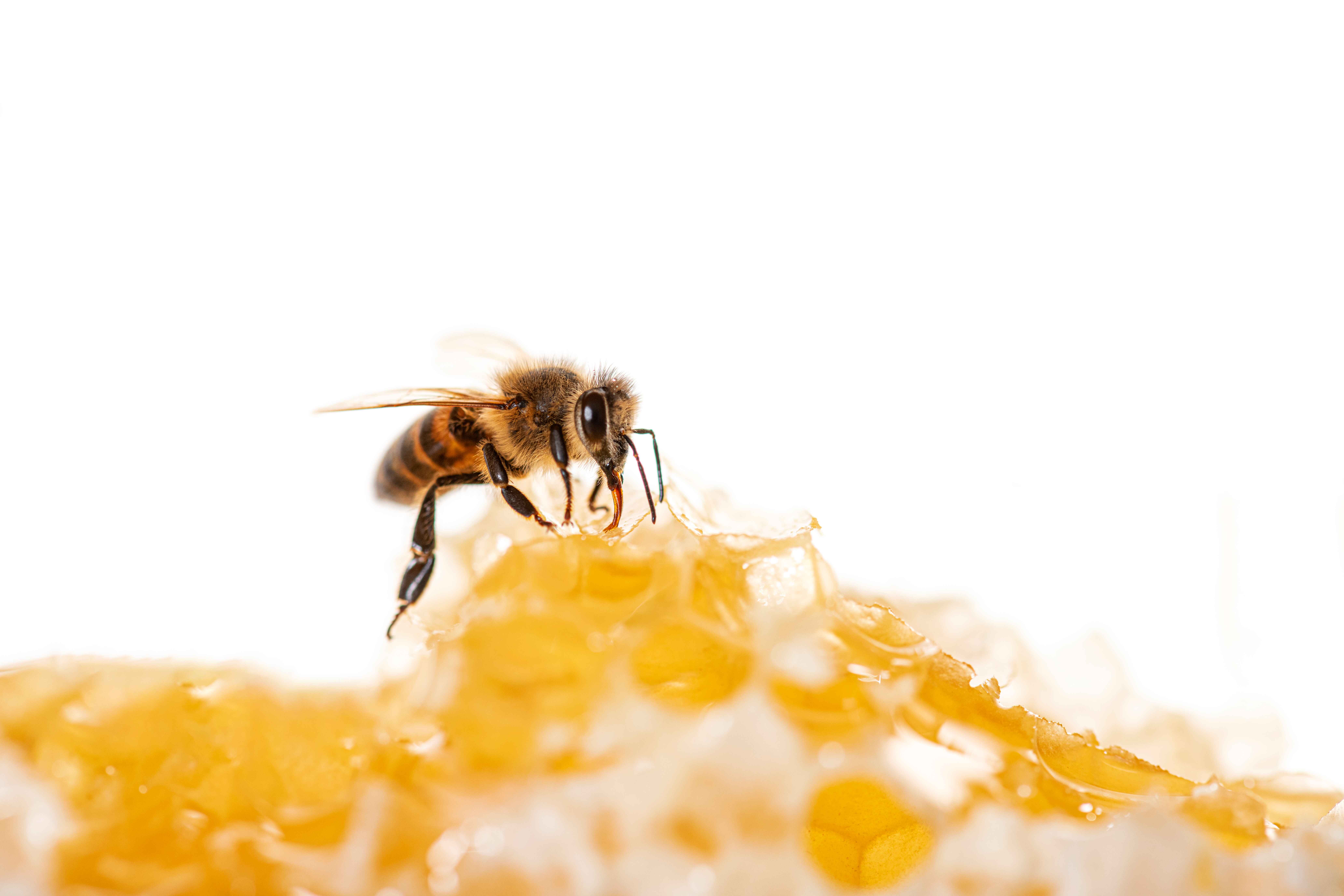 bee eating honey with its tongue view through pie