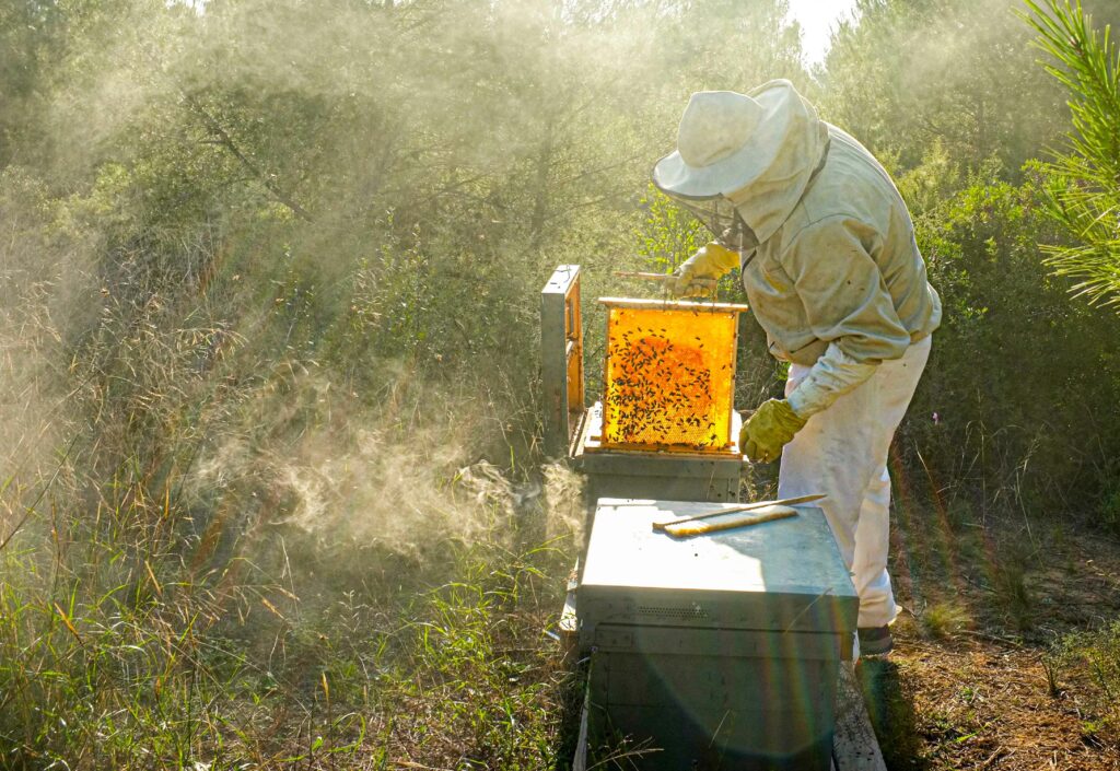 beekeeper removing a cell to check the honey
