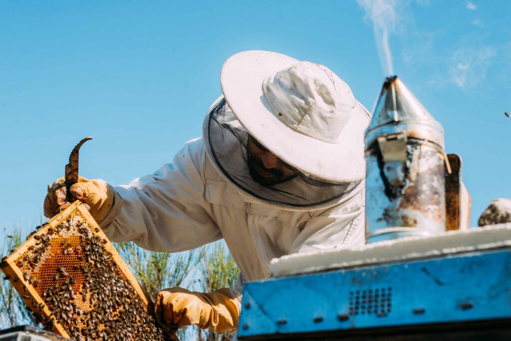 beekeeper working collect honey