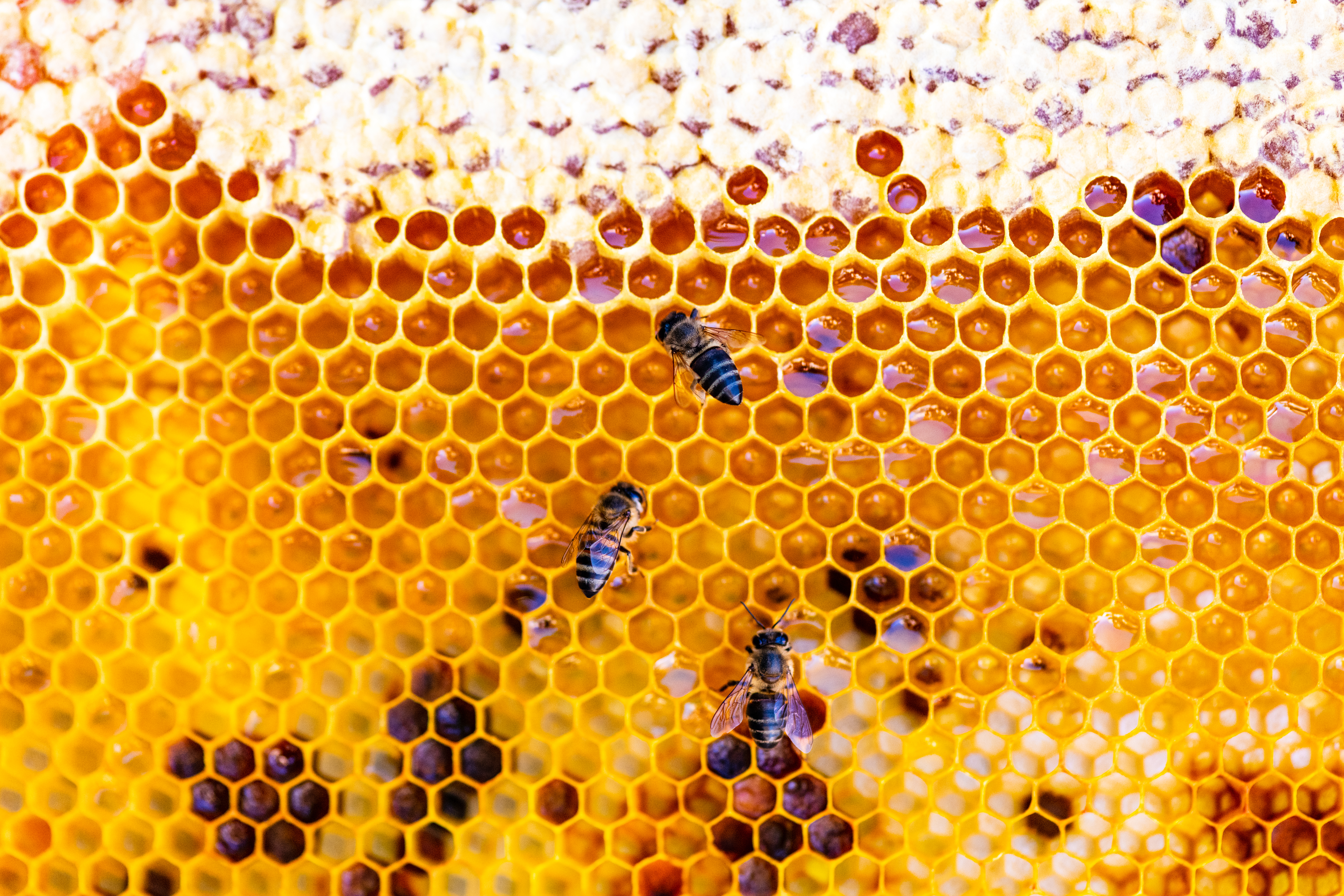 Bees on honeycomb filled with honey