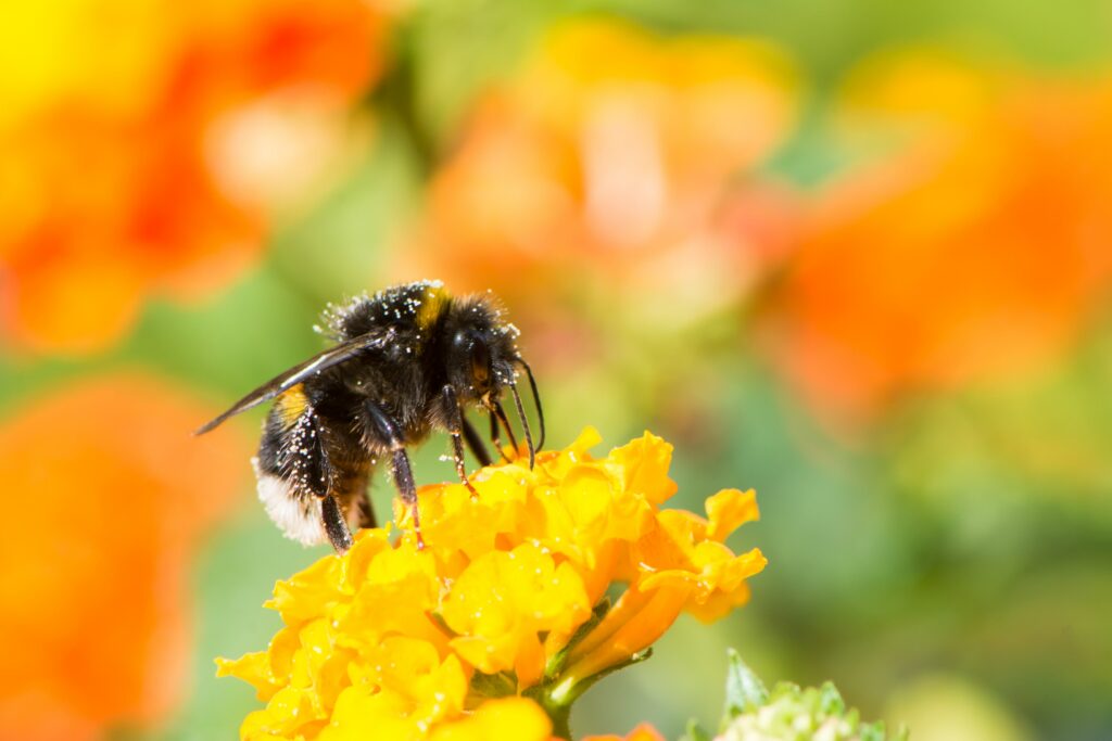 bumblebee collecting nectar on-a lantana camara fl min