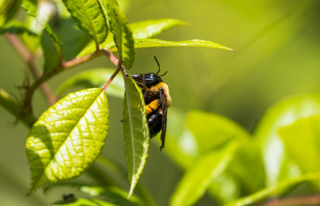 bumblebee on a leaf with bokeh background min