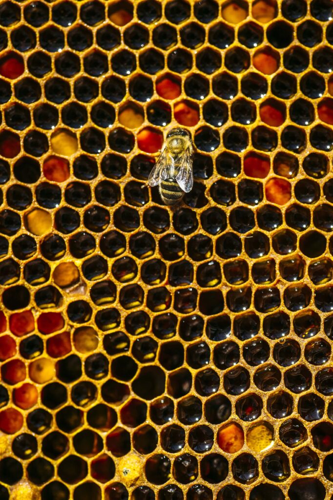 busy honey bee working on honeycomb macro shot min