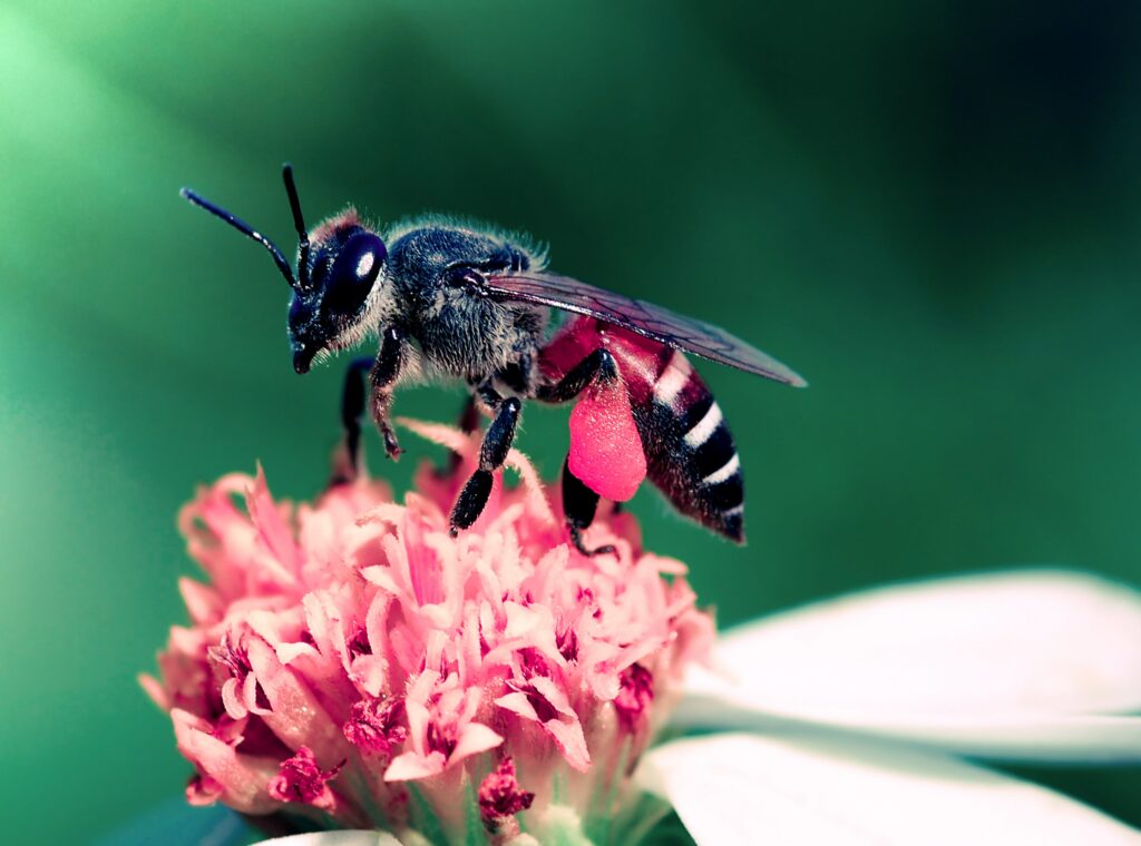 close-up-bees-on-flower-utc-min