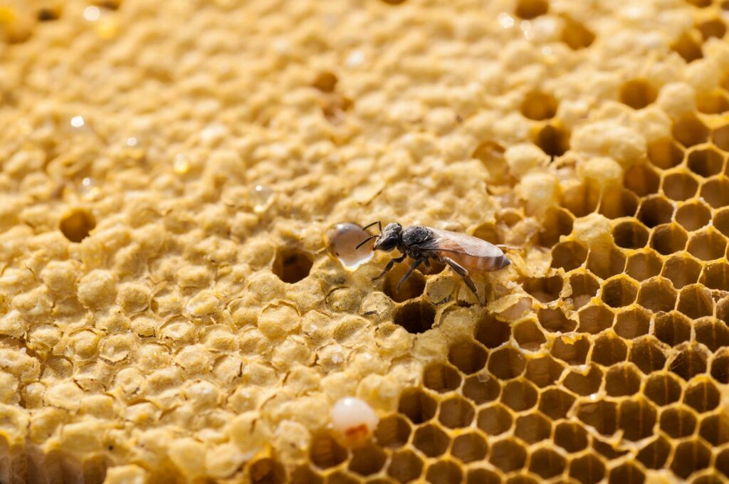 close up view of the working bees on honey cells