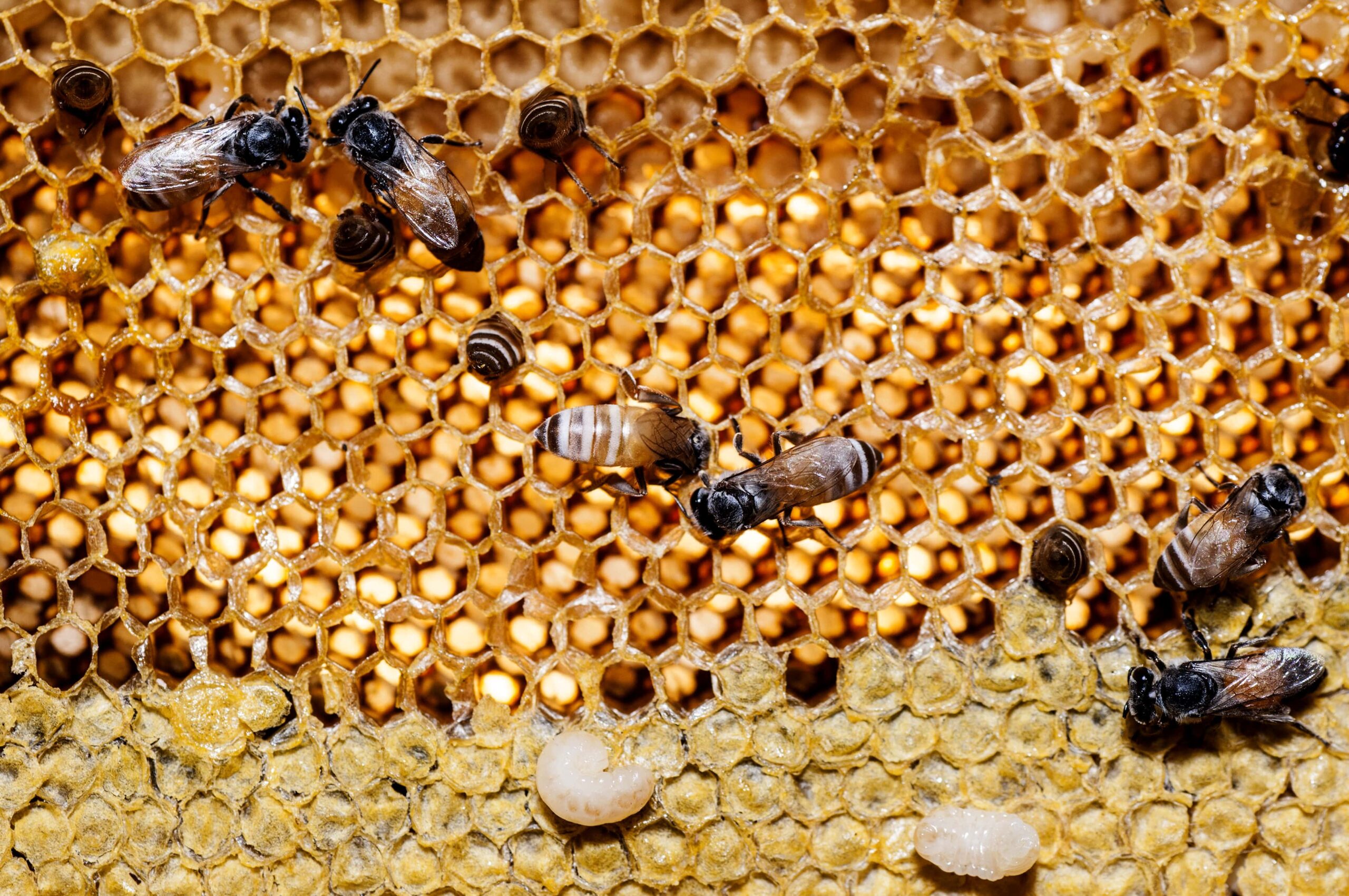 close up view of the working bees on honey cells (2)min