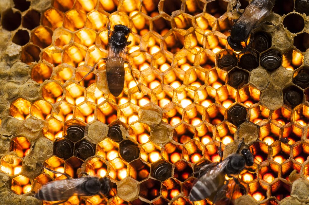 close up view of the working bees on honey cells min