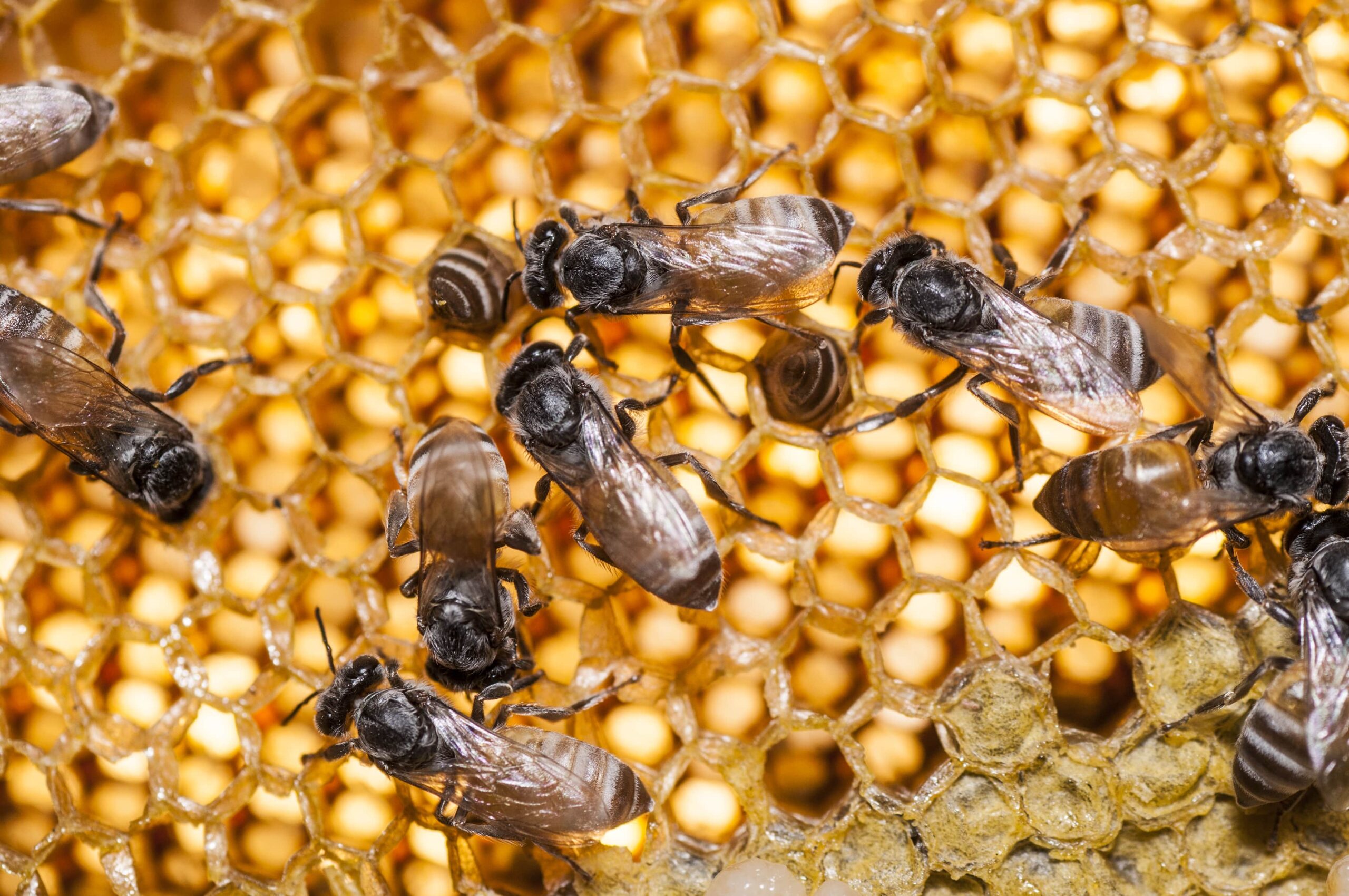 close up view of the working bees on honey cells min