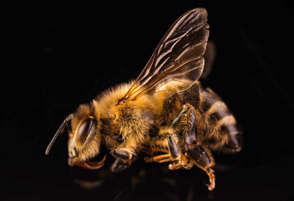 closeup of dead honey-bee on black background min