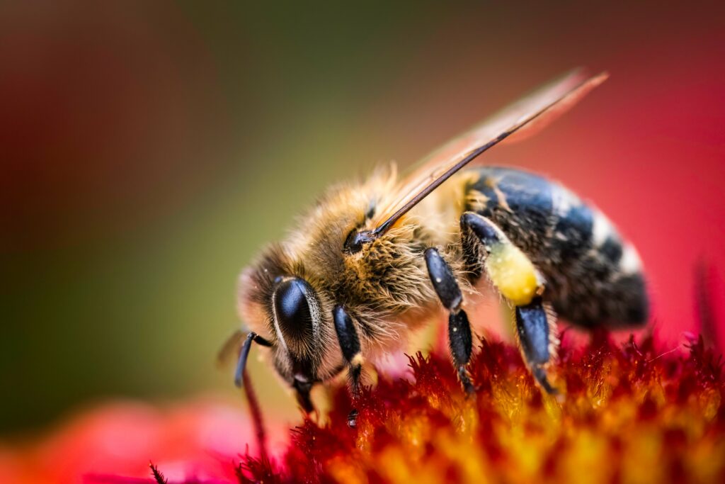 closeup-of-honey-bee-collecting-pollen-from-redt-f-utc-min