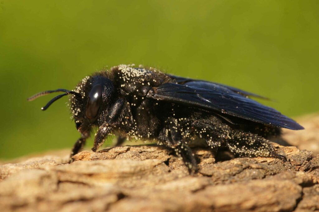 closeup of xylocopa violacea bee perching on wood