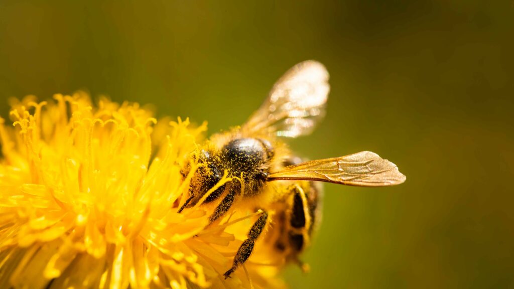 honey bee collecting nectar from dandelion flower
