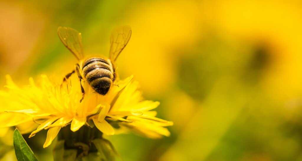 honey-bee-covered-with-yellow-pollen-collecting-ne-utc-min