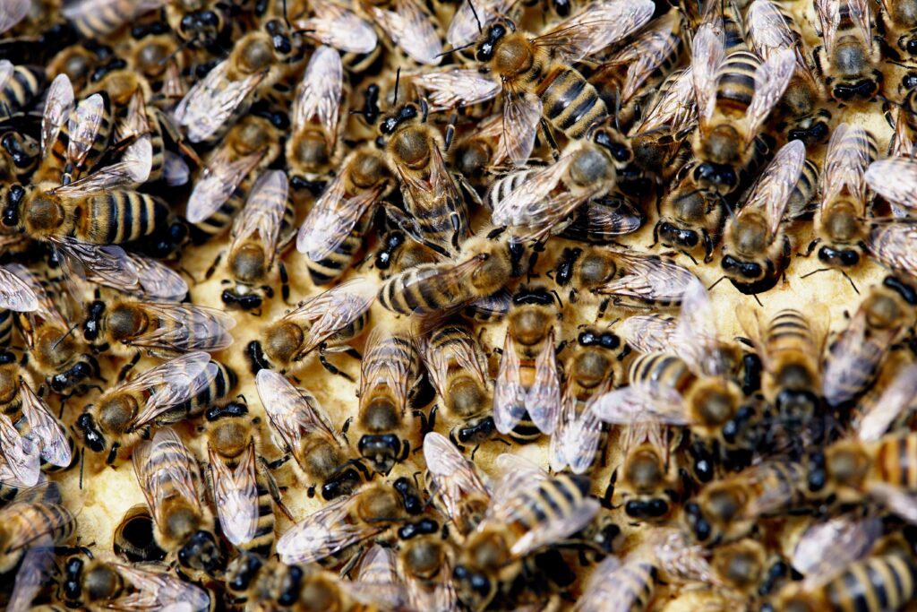honey bees closeup