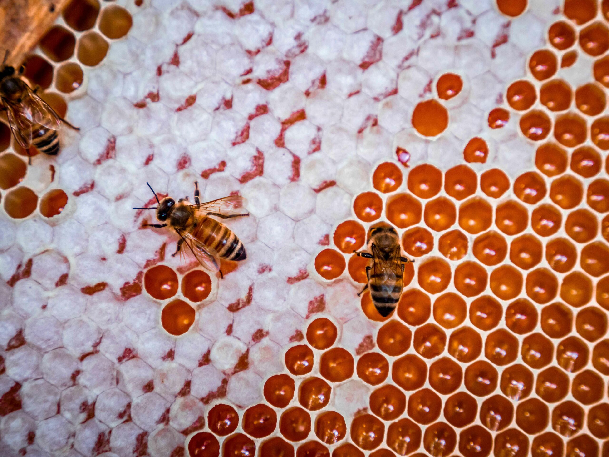 honeybees crawling in their cells and on the honey