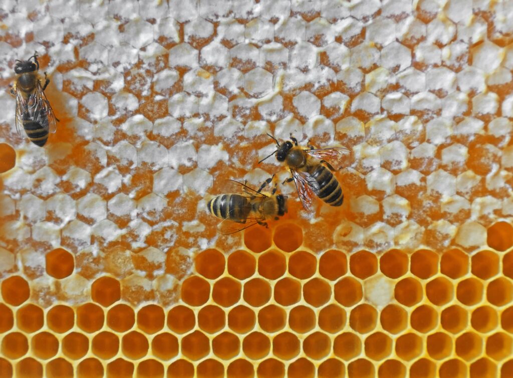 honeybees on comb honey background min