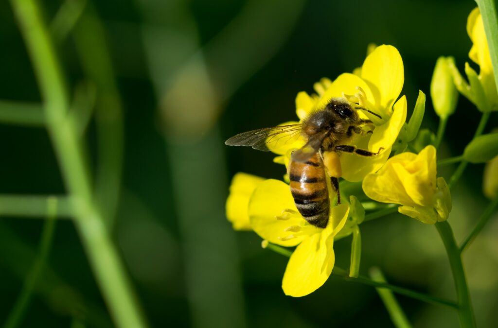 selective-focus-of-a-bee-pollinating-on-a-yellow-b-min
