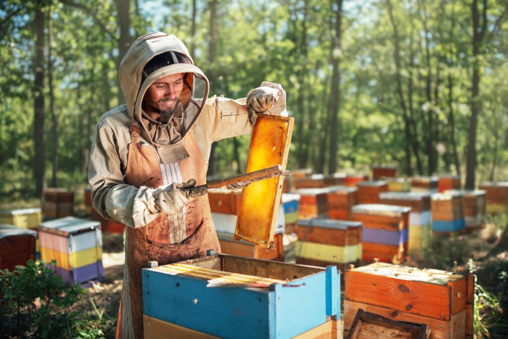 the beekeeper uses a bee brush the process of har min