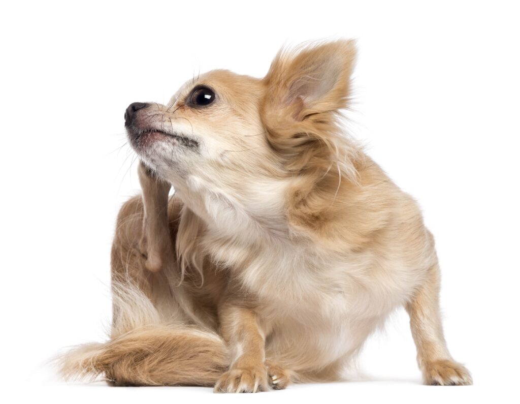 chihuahua-scratching-against-white-background