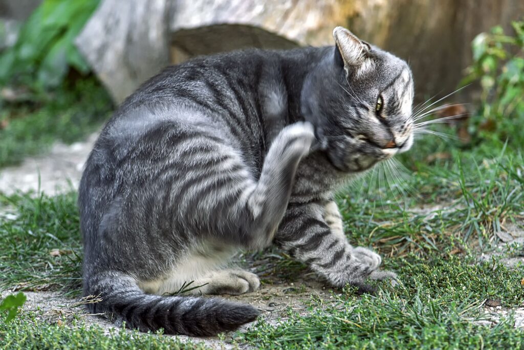 cute-gray-cat-scratches-his-paw-behind-his-ear-in